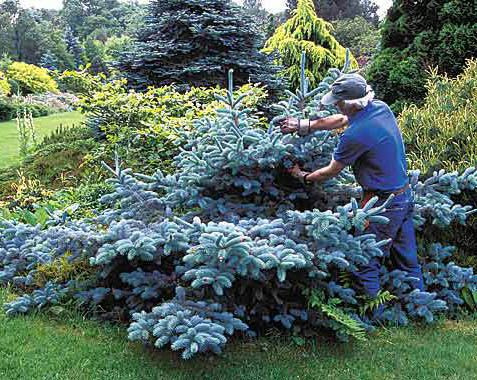 man pruning Hoopis spruce