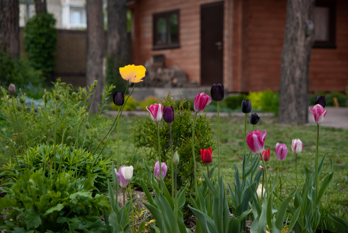 Проектирование. Реализация. Частный сад.