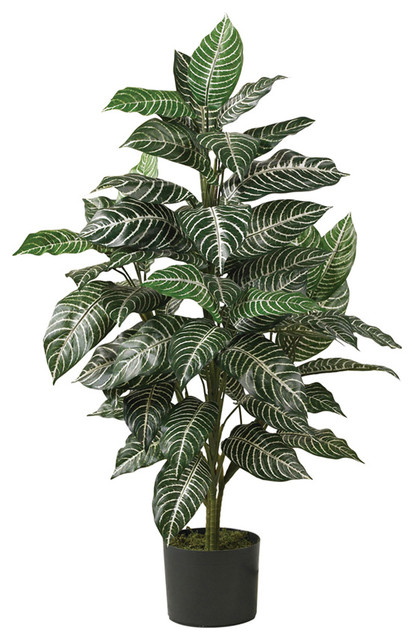 3' Zebra Silk Plant