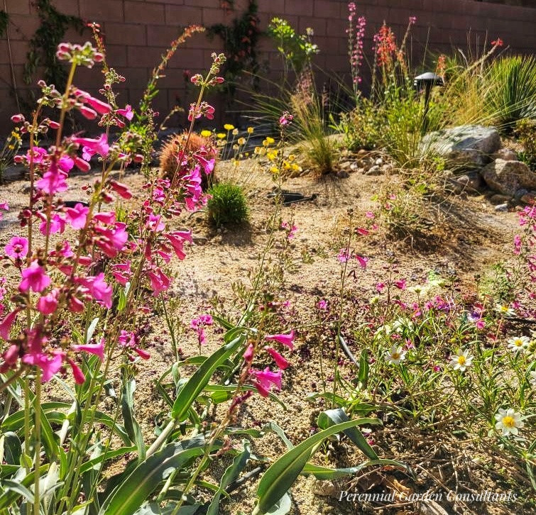 Cette photo montre un jardin arrière sud-ouest américain au printemps avec une exposition ensoleillée.