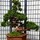 Japan Bonsai Garden Art