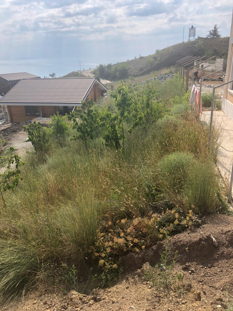 Смоковница