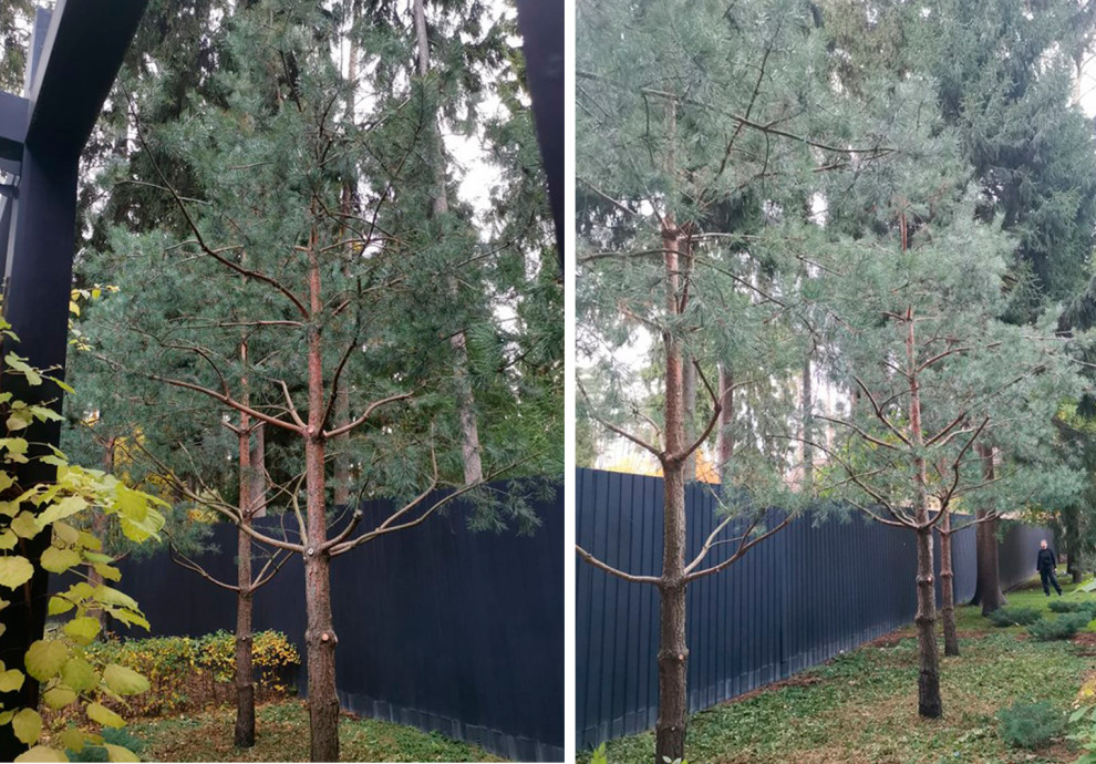 Формирующая обрезка хвойных