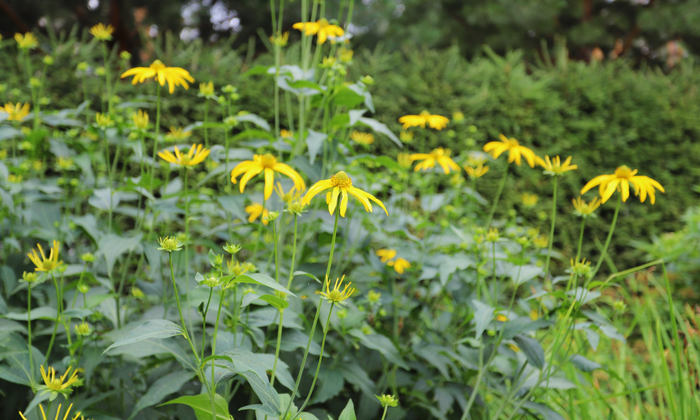 Коттеджный сад