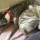 annette_pedersen4