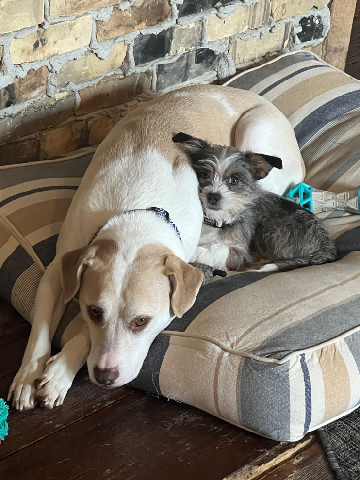 Shop Dogs