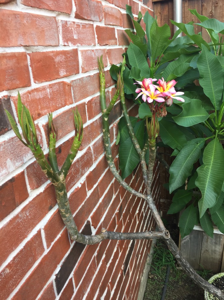 Plumeria leaves not opening