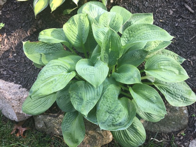 hosta 