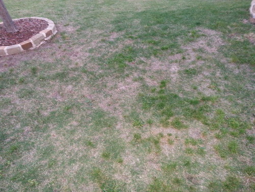 Bermuda Grass Problems