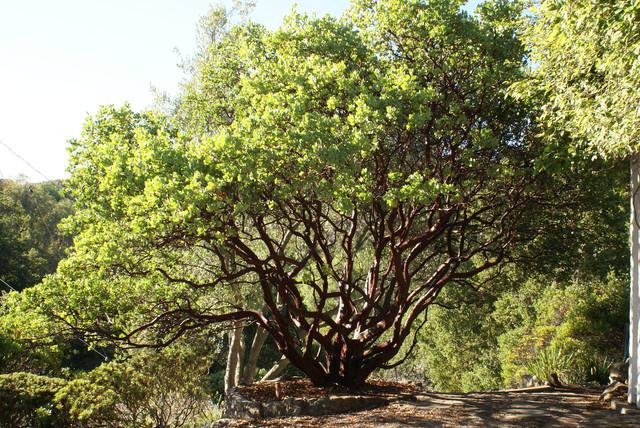 Arctostaphylos manzanita 'Dr. Hurd' Landscape San Francisco by