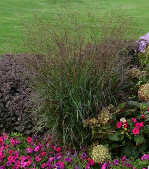 Native plants
