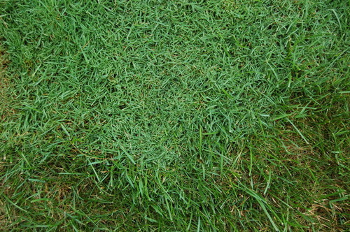 different types of grass in lawn--not crab grass