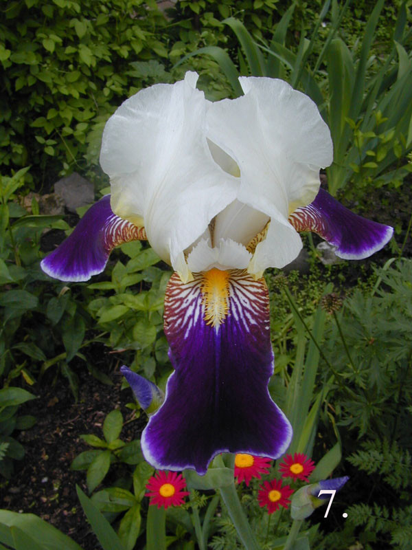 Питомник растений. Многолетние цветы