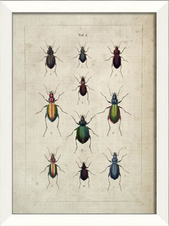Beetle Study III Framed Artwork - Contemporary - Prints And Posters ...