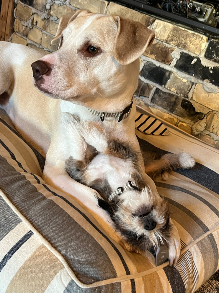 Shop Dogs