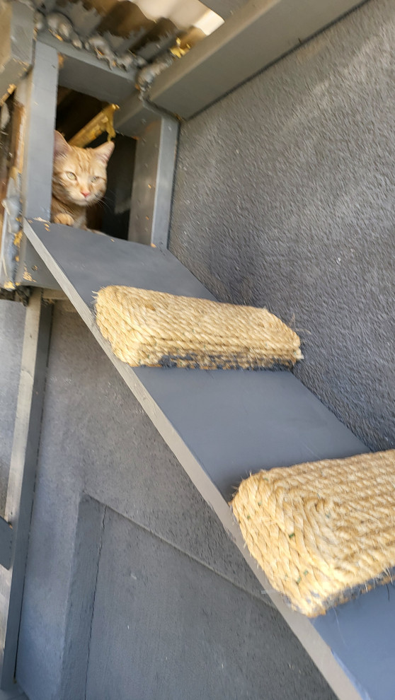 The Purr-fect Playground✨