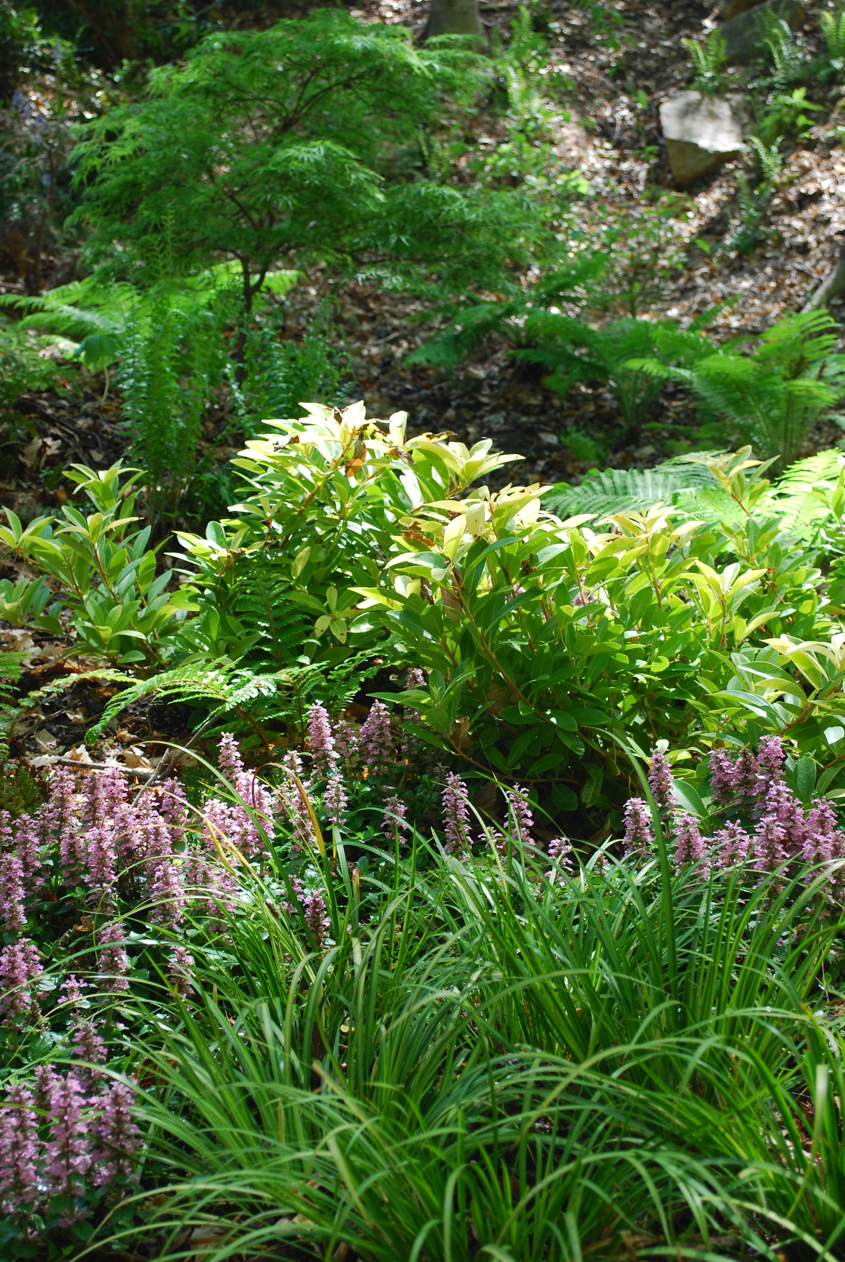 Japanese-inspired fern garden