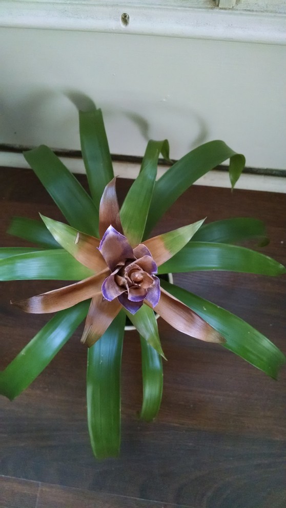 Bromeliad dying or thirsty