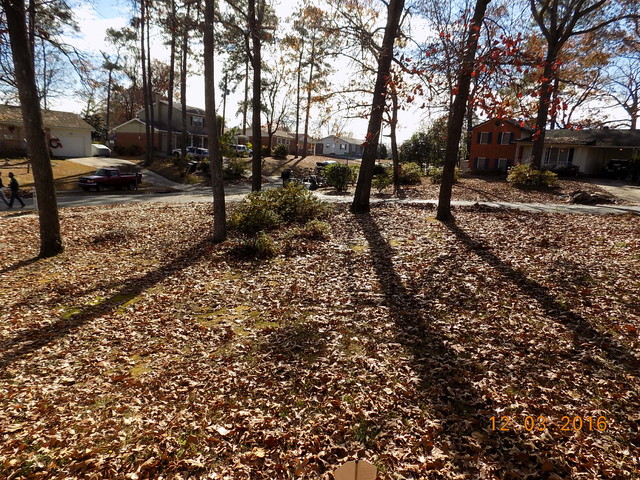 Operation Leaf Removal 