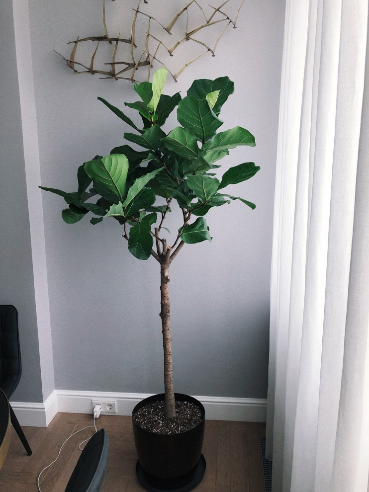 Озеленение квартиры