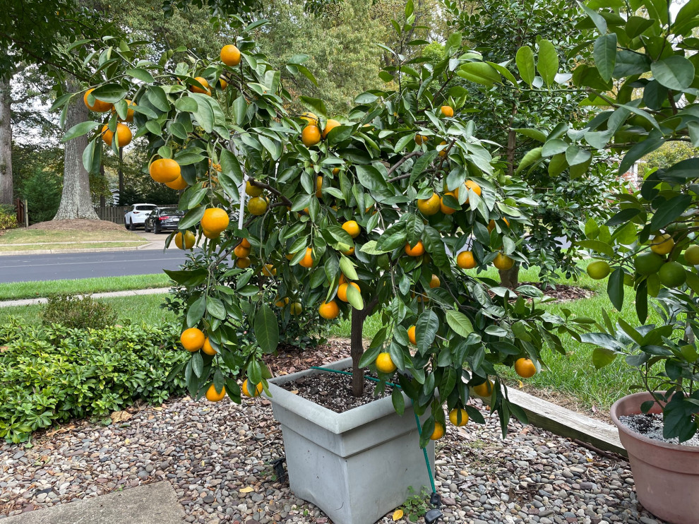 Shiranui Mandarin Trees For Sale