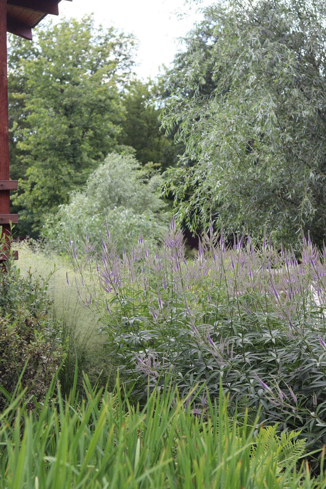 WB Берег пруда (май,июнь)