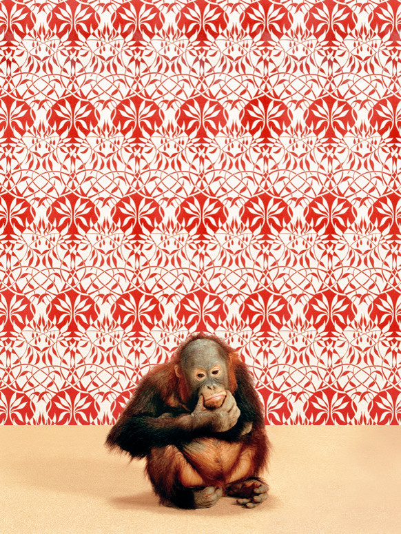 "Orangutan on Red & White" Canvas Wall Art by Catherine Ledner, 18"x24"