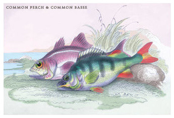 Common Perch and Common Bass 12x18 Giclee on canvas