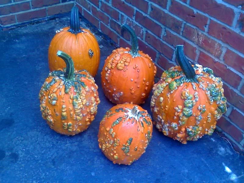 Harvested my KnuckleHead Pumpkins (Pic)