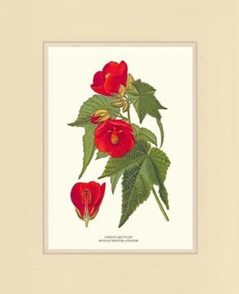 Vintage Botanical Flower Art Print: Hybrid Abutilon