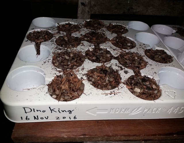 Dinoadenium 