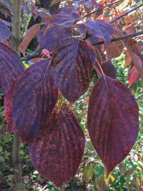 Try This Plant for Autumn Color in the Woodland Garden