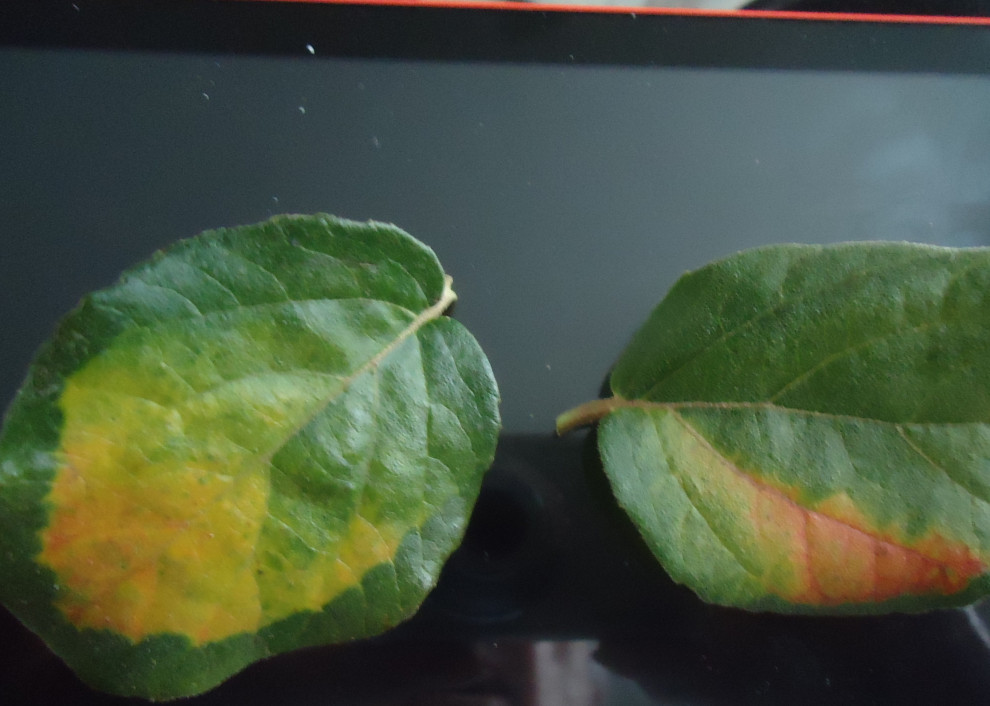 viburnum spotwhat is?