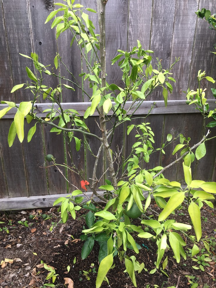 My mandarin tree is dying.