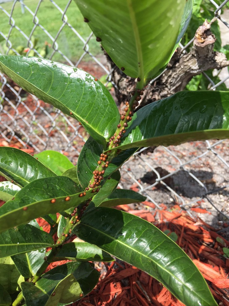 Ixora pest infestation