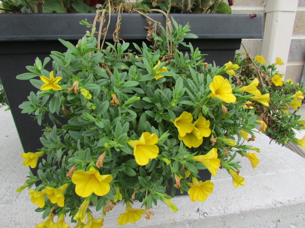 What are These Flowers