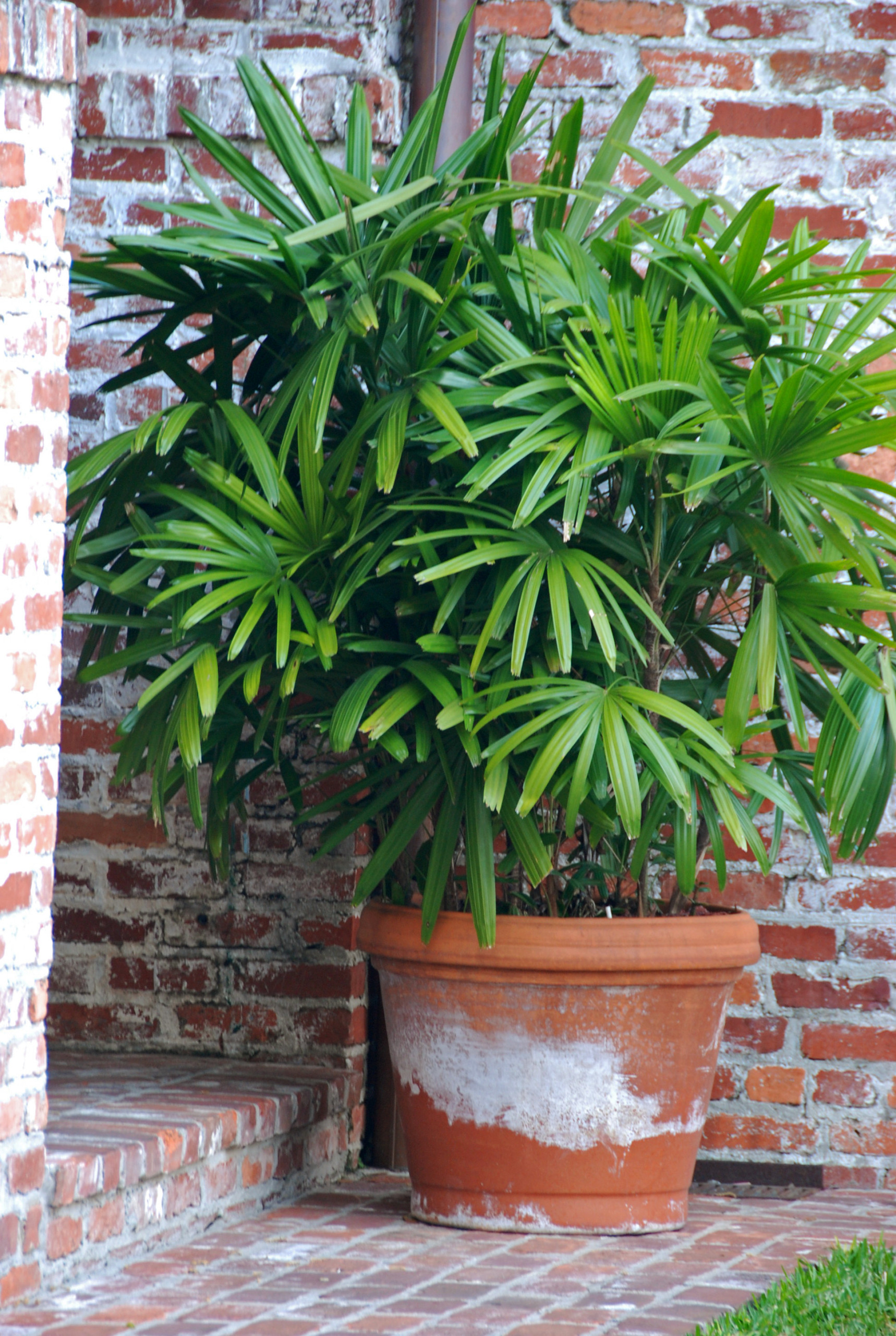 5 Best Plants to Grow in a Balcony