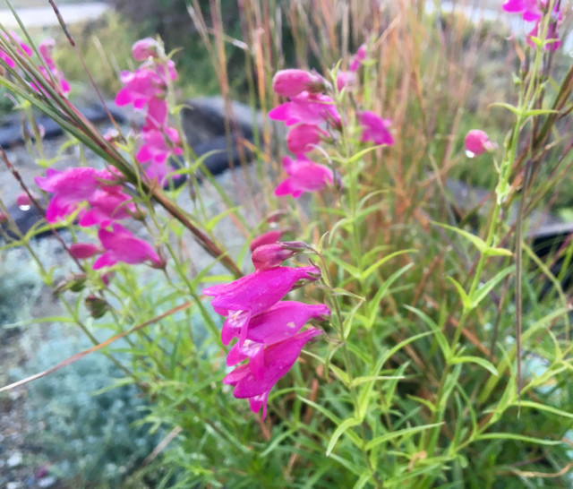 Ten Tips for Leaving a Garden 
