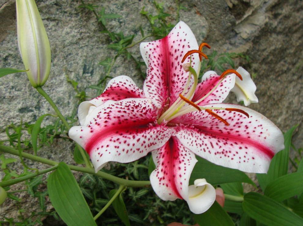 Went crazy with lilies this summer..