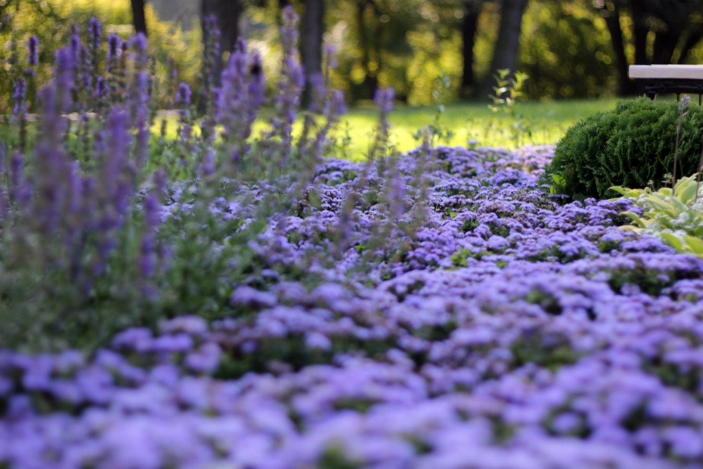 Ландшафт. Цветник в ГБС Москвы (по заказу ландшафтной компании «Формула Сада»)