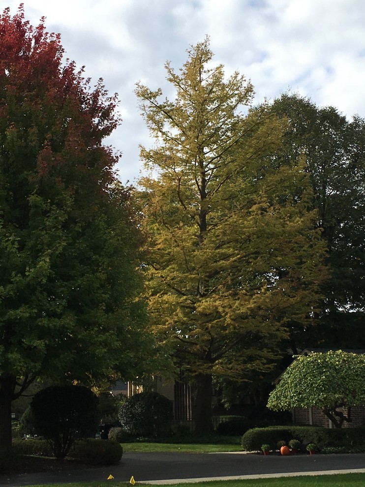 Help ID tree