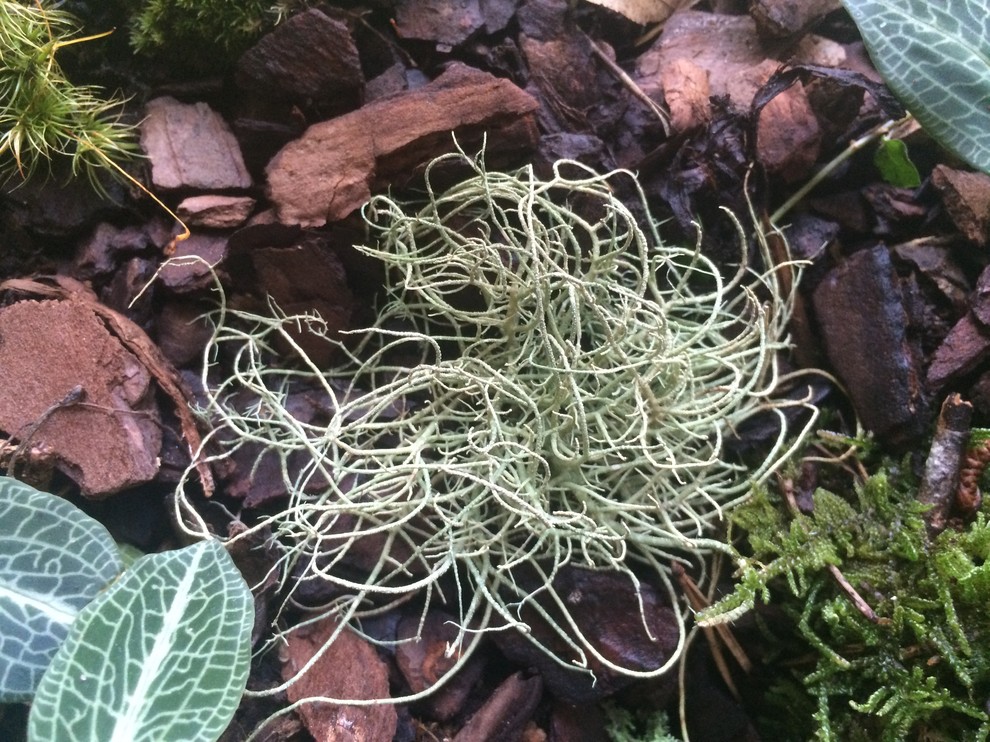 Tennessee moss ID