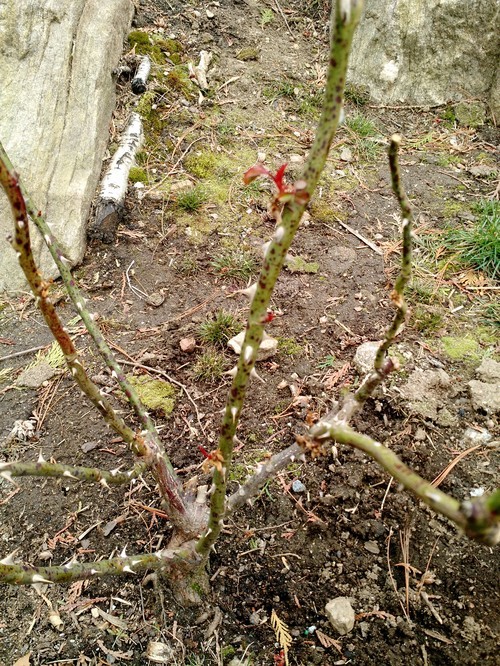 the season hasn't even started yet! (rose canker on 3 plants) | Houzz Forum