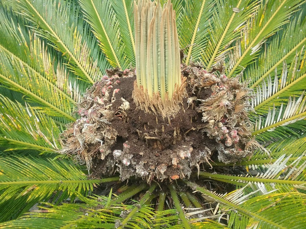 How to safely kill carpenter ants in my sago palm