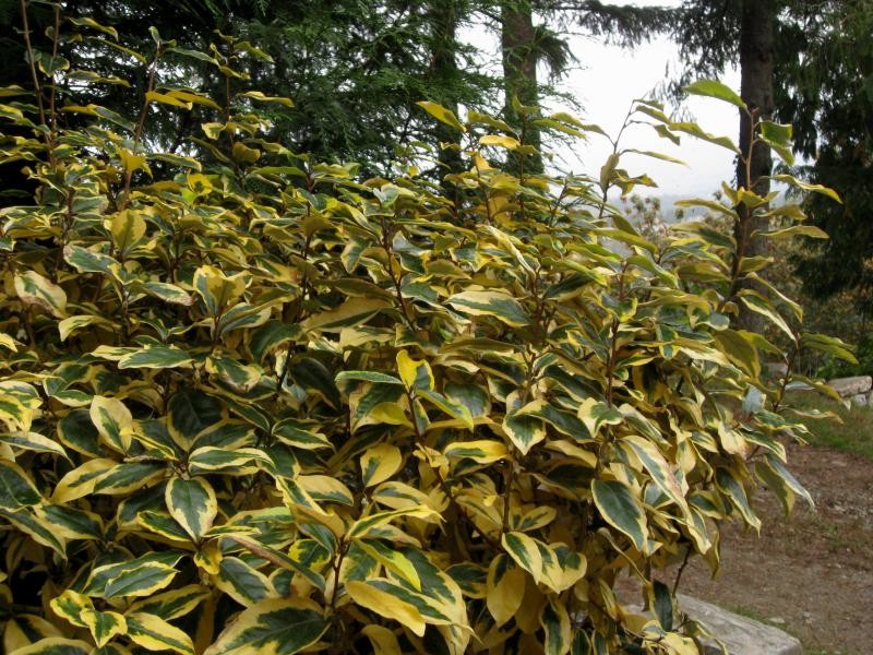 Check Shrubs Need shrub ID