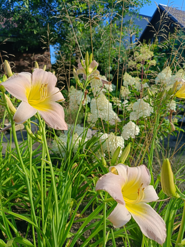 Современный цветник