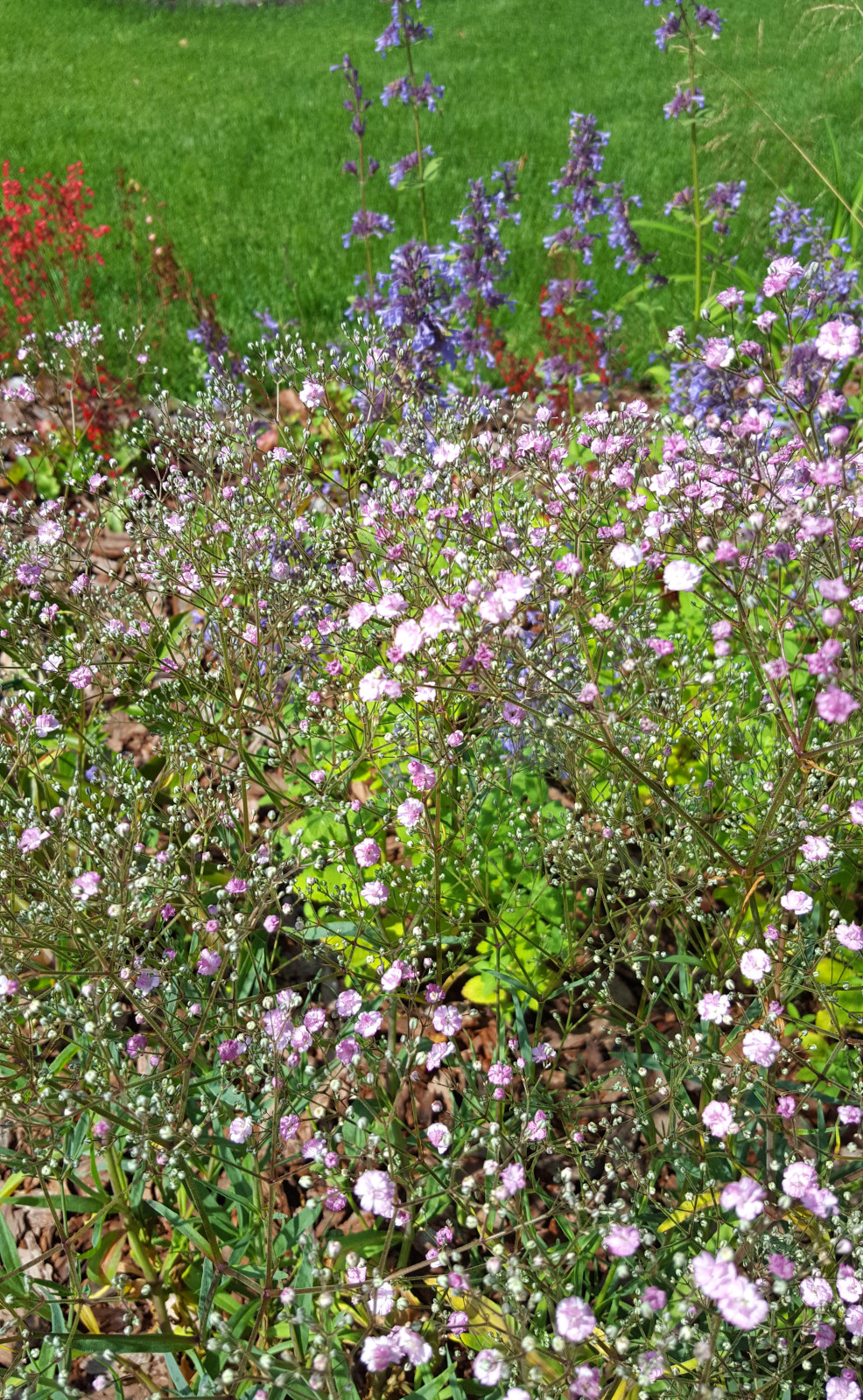 Цветники и композиции крупным планом