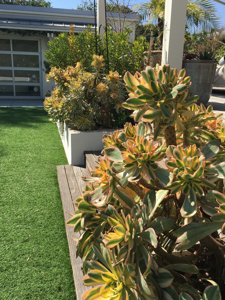 This is an example of a mid-sized modern backyard xeriscape in San Francisco with a garden path and decking.