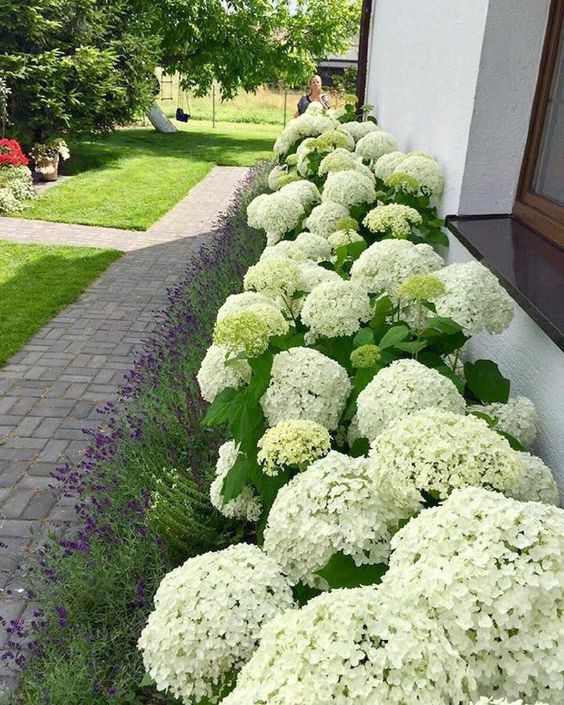 ГОРТЕНЗИИ В САДУ