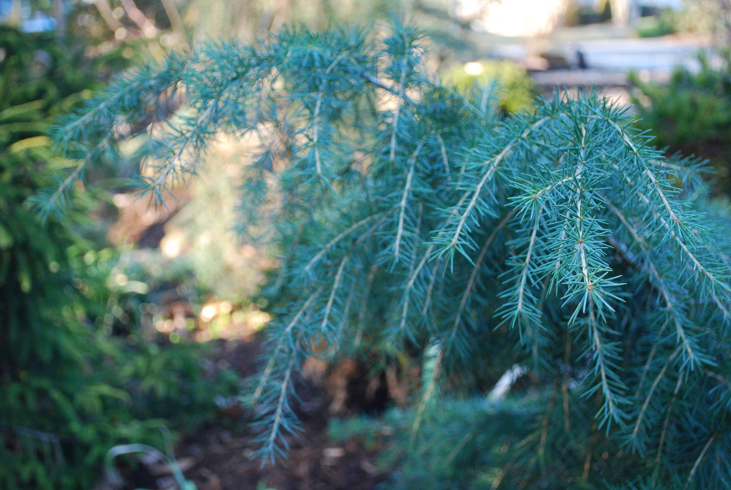 Feelin' Blue Deodar Cedar